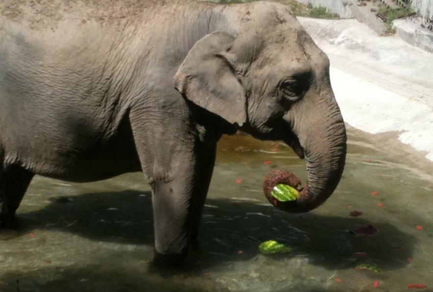 elefantessa sabrina mentre si rinfresca al parco zoo