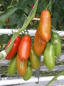 SanMarzano