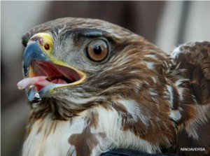 La poiana (Buteo buteo) liberata (foto Aversa WWF)