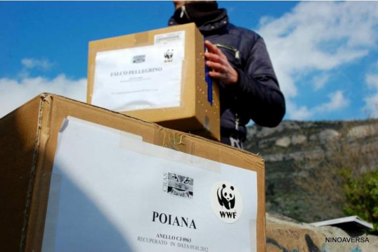 I volontari trasportano i volatili (foto Aversa WWF)
