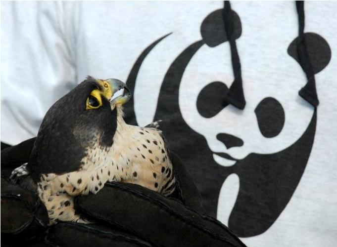 Falco pellegrino guarito e pronto al volo (foto Aversa WWF)