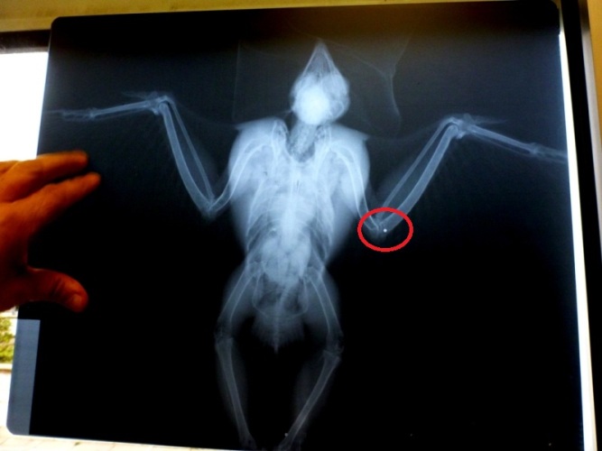 radiografia falco pellegrino (foto WWF)