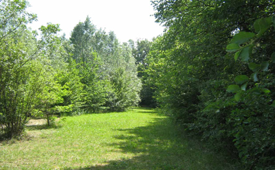 alberi