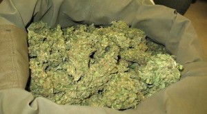 Marijuana