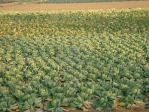 cavolfiori