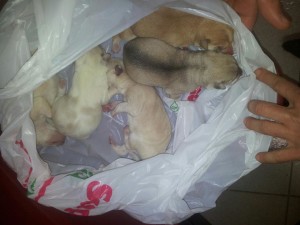 cuccioli abbandonati nella spazzatura a sant' antimo