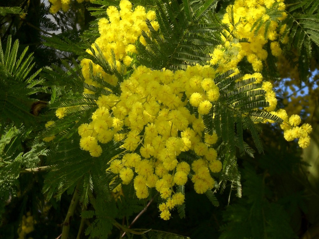 mimosa