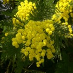 mimosa