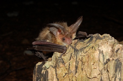 Plecotus auritus