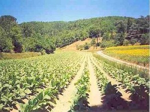 tabacco_piantagioni_web--400x300