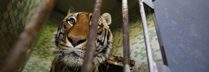 tigre cleo
