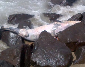 delfino spiaggiato ad ischia