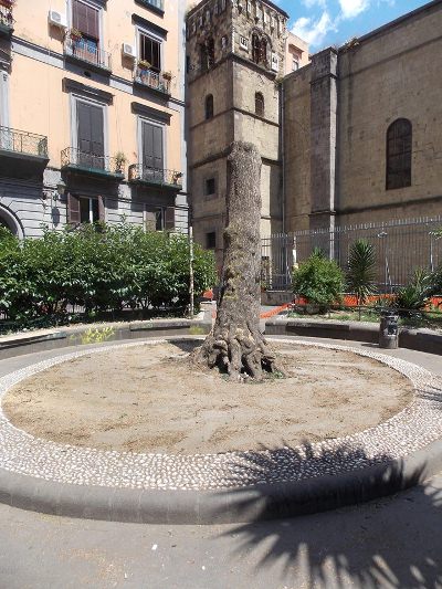 abbattimento albero orientale