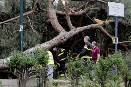 CADE ALBERO A NAPOLI, MUORE DONNA ALLA GUIDA DI UN'AUTO