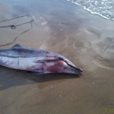 delfino spiaggiato cuma