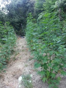 Castellammare marijuana1