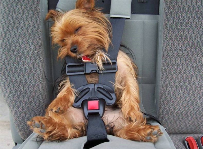 cagnolino-con-cintura