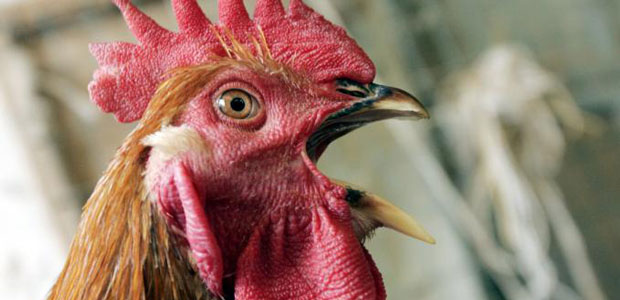pollo