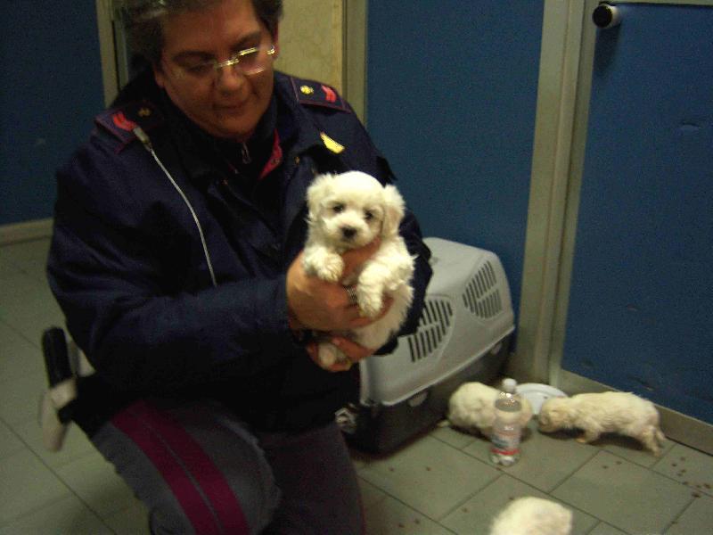 cuccioli