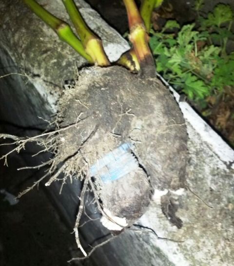 pianta2