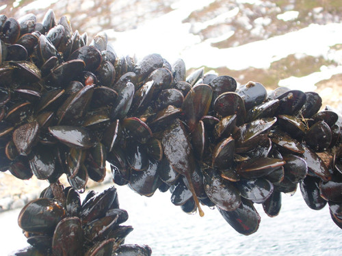 cozze