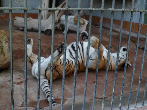 nuovo zoo. gli animali.5