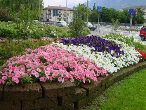aiuola