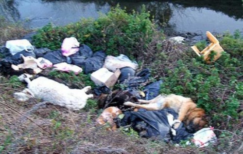 foto animali morti nella spazzatura