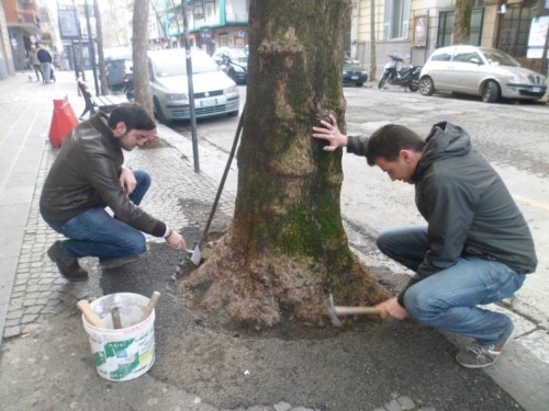 platano al vomero liberato dall' asfalto.2