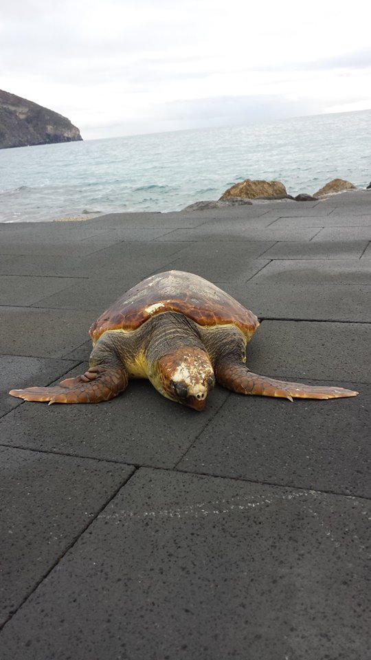 tartaruga spiaggiata ad ischia