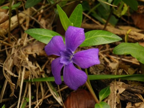 Vinca minor (pervinca minore)