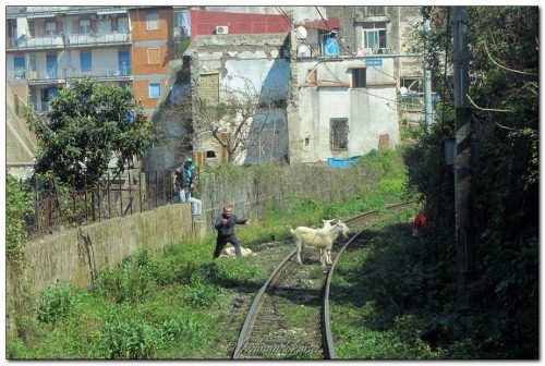 pastori e capre 2