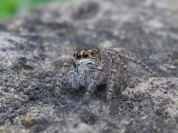 Sitticus pubescens