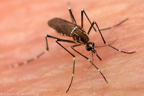 dengue