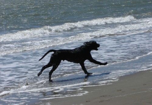 black dog running ahead beach left fore left hind extended