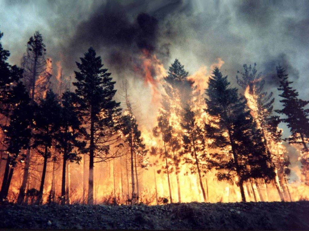 incendi boschivi