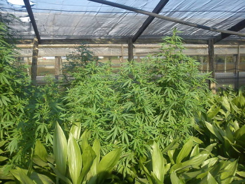 marijuana