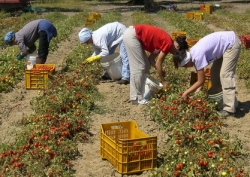 braccianti agricoli