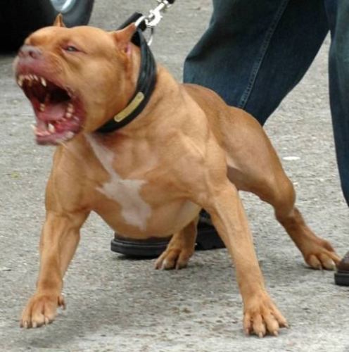 PITBULL-AGGRESSIONE