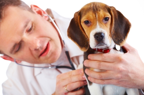 sanità veterinaria