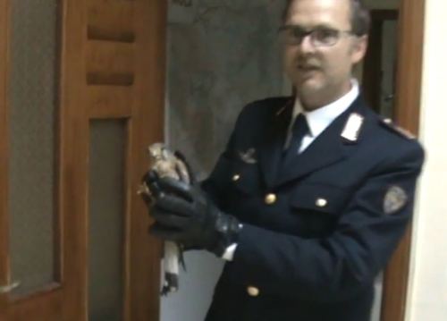gheppio polizia