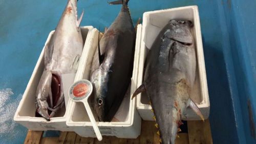 Tonno rosso dalla Sicilia a Napoli, sequestrati 1500 chili