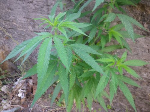 cannabis_sativa (14)
