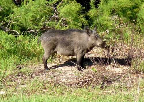 cinghiale