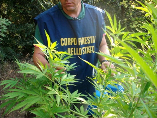 forestale marijuana