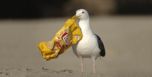 uccello plastica