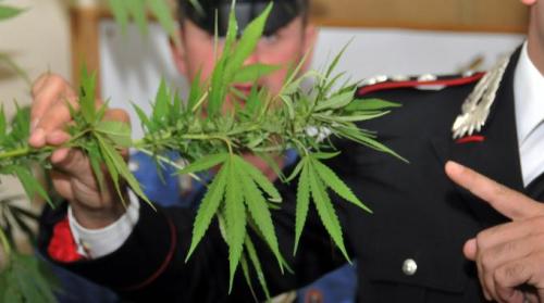 carabinieri cannabis