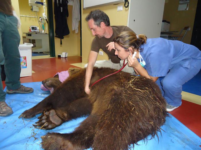 Orso bruno operato alla colonna vertebrale per paresi zampe