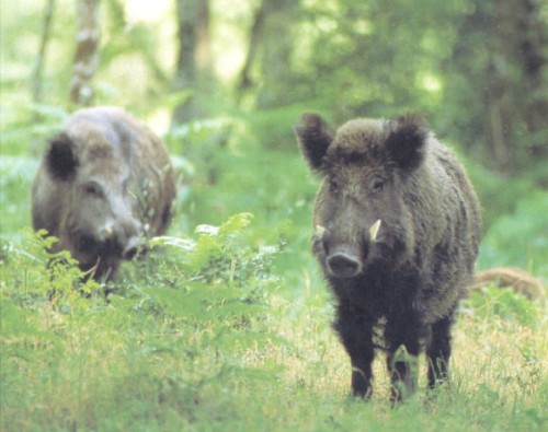cinghiale1