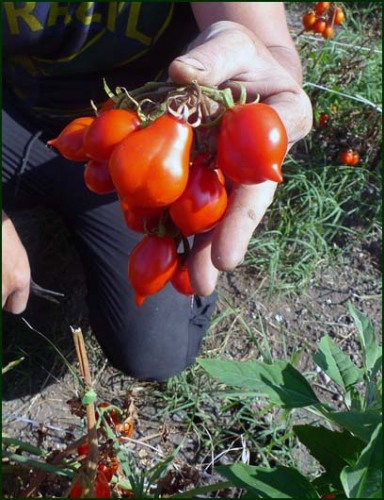 pomodori